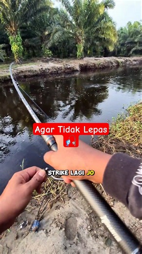 Cara Mancing Casting Ikan Tarpon Agar Dapat Banyak 🤩🎣👍#indranfish #mancing #fishing