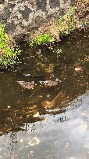 If you can't decide what to eat, this place got everything. Check'em out | Shoot n Shoyu