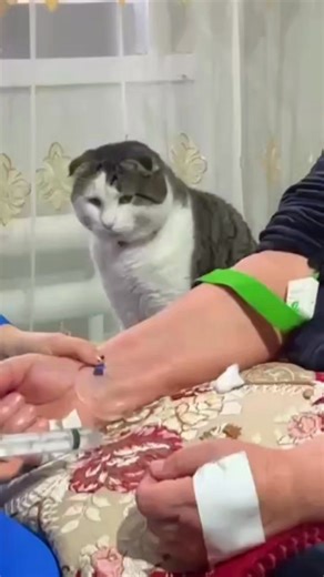 Харцыг нь хараад байгаарай! Сувилагчийг бол болгоомжтой байгаарай,эзнийгээ болохоор хайрласан харцаар хараад байгаа биз 🥰🥰🥰 Дагестанд гэнэ. | Elive.mn