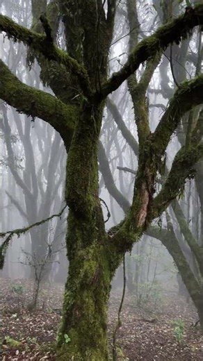 踏入哀牢山这片原始森林，迷雾似纱，缠绕着古老树木。脚下小径蜿蜒，通向未知深处。每一丝空气都弥漫着神秘，仿佛下一秒，就能踏入奇幻之境。#云南哀牢山仙境 #哀牢山到底有多凶险 #哀牢山