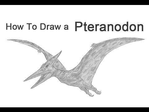 How to Draw a Pteranodon (Pterodactyl)