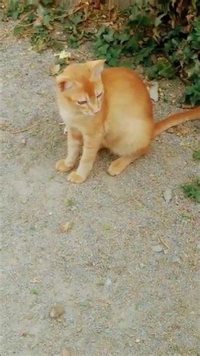 cute cat lovely moments😻 lovely mood🐈#cat videos #trending#shorts#viral #animal