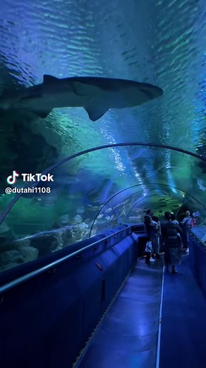 Exploring Aquaria KLCC: Malaysia's Ocean Wonderland