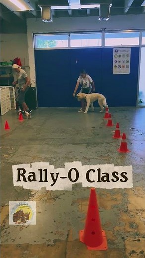 Rally Obedience class #bauserspettraining