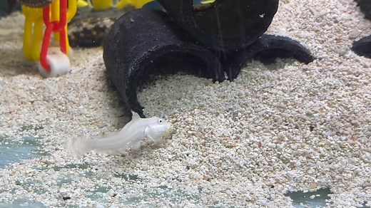 Need a bit of help tidying up? Sand sifting gobies, like this crosshatch goby, are fantastic for keeping you sand bed nice and clean. Have a look at how many types there are: 👉 Chalk https://www.abyssaquatics.co.uk/product/chalk-goby/ Orange spot https://www.abyssaquatics.co.uk/product/orange-spot-goby-diamond/ Blue cheek https://www.abyssaquatics.co.uk/product/blue-cheek-goby/ Cross hatch https://www.abyssaquatics.co.uk/product/crosshatch-goby/ Jam sandwhich https://www.abyssaquatics.co.uk/pro