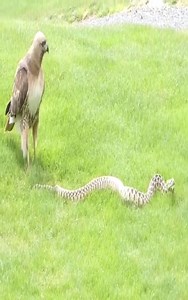 30K views · 91 reactions | King Snake vs Ghost Hawk | Paróquia de Iconha | Facebook