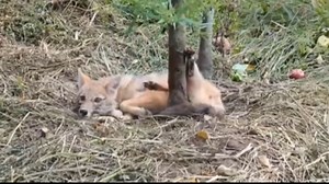 123K views · 1K reactions | Curled in a corner, the animal waited for its last moment, too weak to move, too scared to cry. Yet when help reached out, a tiny spark appeared. Day by day, that spark grew into strength, joy, and playfulness. A life once fading now shines brighter than ever. See the complete journey in the link below the comments—it’s a story so emotional you won’t forget it | Cinnabon Kenya | Facebook