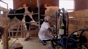 Unveiling the Steps Behind This Famous Dutch Cheese Gouda Production in the Factory