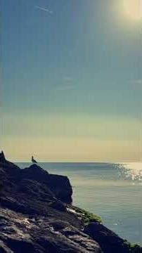 Seagull on the Rocks – Calm Sea, Sunny Cliffs & Ocean Vibes 🏄🏼‍♂️