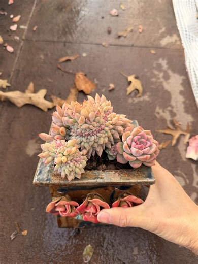 6" Echeveria 'frost Flowers' Crested - Etsy