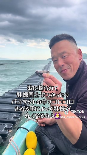 三倍体真牡蠣の養殖と出荷プロセス
