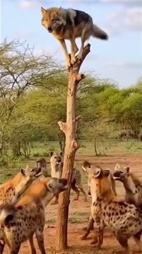 Wolf vs Hyena #shrots #animals #viralvideo #short #shorts #youtube #youtubeshorts #viral #lion