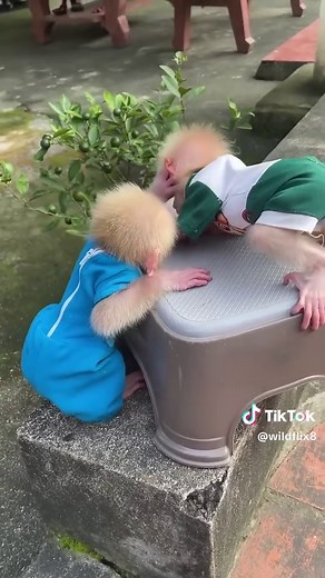 My Lovely Baby Monkeys #monkeylover #monkeycare #monkey #viralvideo #fyp