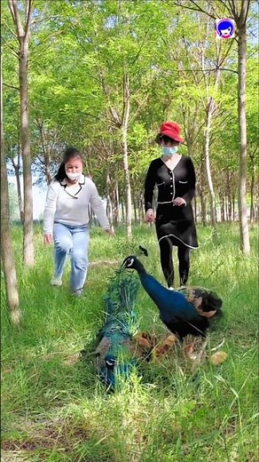 Peacock Facts You Won't Believe Are True! #Peacock #PeacockFacts #NatureShorts