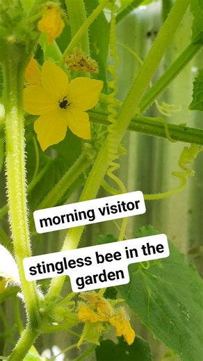 62K views · 231 reactions | beneficial insects as pollinators #agrinihan | Agrinihan | Facebook