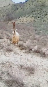 Cross Combination of Kashmiri Markhor and local goat 😍 #Markhor** #WildGoat** #EndangeredSpecies** #NatureConservation** #WildlifePhotography** #MountainGoat** #GoatLove** #AnimalLovers** #WildlifeProtection** #NatureLovers** #GoatLife** #ConservationEfforts** #HimalayanWildlife** #GoatOfTheMountains** #SaveTheMarkhor | Hunza Travelopedia