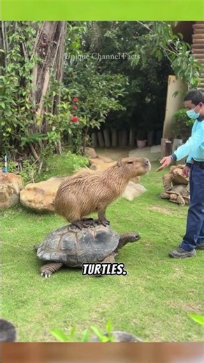 Capybaras That Always Live Side By Side With Predators