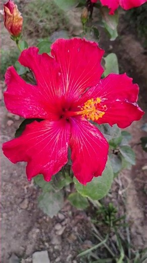 Big and Multicolour Hibiscus 🌺🌺🌺