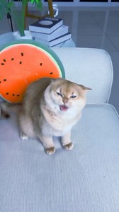 Dubai tour #cat #cats #reels | PrincessNikacat