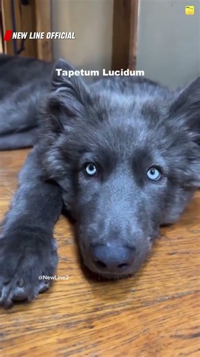 Half Wolf, Half Dog! 😱