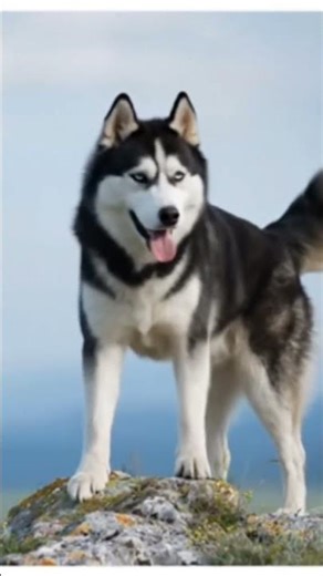 The Best (and Worst) Funny Dog Movies