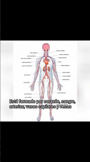 The circulatory system #science
