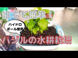 【野菜の水耕栽培】誰でも簡単！バジルの水耕栽培のやり方