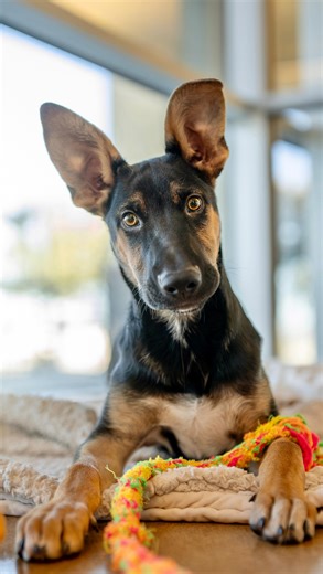 27 reactions · 37 shares |  #ForeverHomeFriday: Meet Maximus  This...