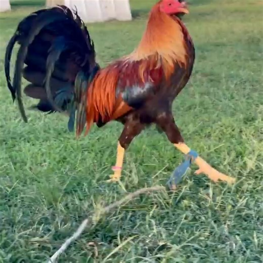 12K views · 513 reactions | They say don’t put all your eggs in one basket. I do and that basket is Hatch-Kelso’s. @topfans | Troy Thompson gamefarm | Facebook