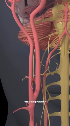 Abhay Mishra | Academic Advisor on Instagram: "🎖️Follow @thatcoolprofessor 🧠✨ Mechanical Thrombectomy in Stroke A lifesaving, minimally invasive procedure that removes clots from brain arteries during acute ischemic stroke. 🚑 Catheter inserted via wrist/groin → guided to the clot → clot removed → blood flow restored. 💡 Rapid action = reduced disability + better recovery outcomes. 🔬 Must-know for: Medical students, nurses, paramedics, pharmacists & physician associates. #Medicine #Neuro #Str