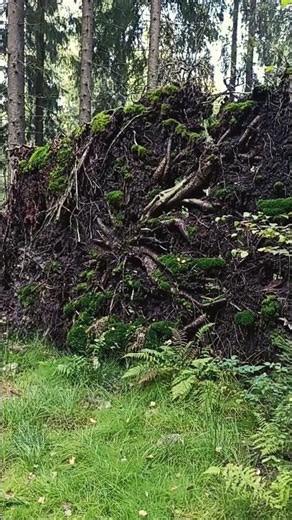 20. Uprooted tree-root-wall: Forest wonder #forest #nature #tree