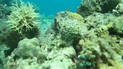 Do Anemone sting you | Clown fish