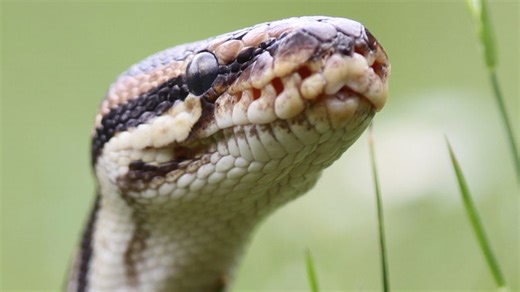 Hady v Chorvátsku: Kde na dovolenkárov číhajú nebezpečné plazy?