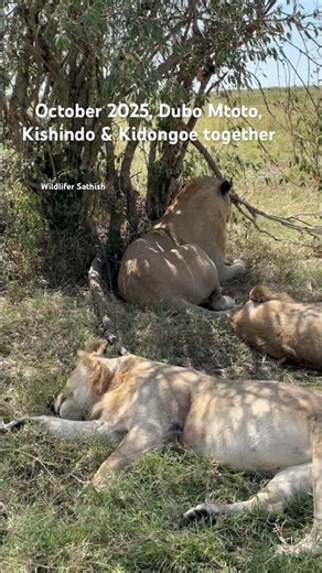 October 2025, Dubo Mtoto, Kishindo & Kidongoe resting together on a sunny afternoon in Masai Mara.