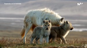 1.5M views · 10K reactions | Estos lobeznos solo tienen tres meses de vida pero ya están listos para cazar en familia. Gracias a las cámaras espía del documental de #BBCearthEn0, #EspiandoEnLaManada, nos introducimos en esta pequeña familia salvaje. Disfruta del documental al completo en Movistar+. | Cero | Facebook
