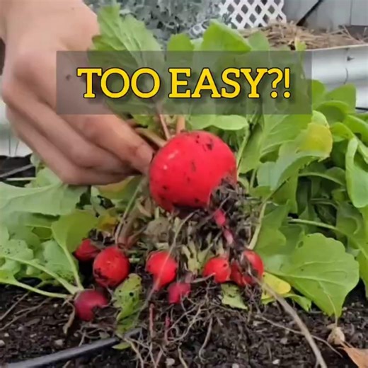 How to Plant Radishes Outdoors 🌱 (Easy Spring Garden) #gardeningtips