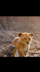 What a tragic story. Simba lost his father MUFASA #fypシ #fypシ゚ #fyp #trend #mufasa #simba | Prince Omoha Sampson Maduabuchi