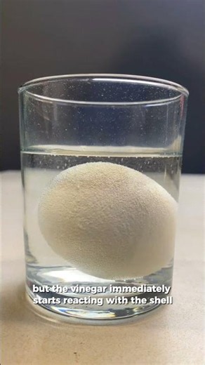 What happens when you put an egg in vinegar? 🥚🧪😱 | #experiment #science #chemistry #shorts #egg