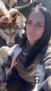 2.2K views · 488 reactions | Husky cuddle puddle anyone?? I am...