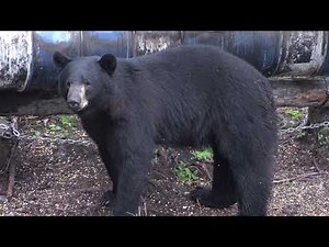 25 HUGE BEARS SHOT COMPILATION
