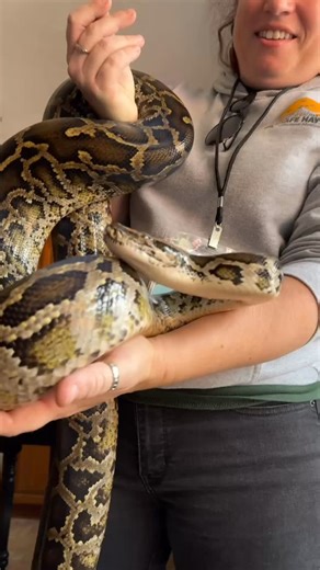Ozzy, Burmese Python is one of our newest residents here and has quickly captured everyone’s hearts. Burmese pythons are beautiful but can get very large; average size is 10-16 ft long! All reptiles require outside sources of heat to keep up their body temperature. This winter season has started early here and we need your help to keep up with the heat bills. Please donate today to help keep Ozzy and his new friends warm & cozy this winter. www.rescueexotics.org #safehavenadventures #animalrescu