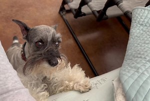 Conversations with Miss 😸 | Lone Star Dog Ranch & Dog Ranch Rescue