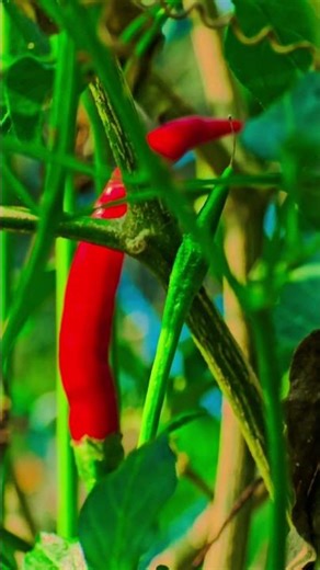 Red Chilli Plant Loaded With Green Chillies! 🌱🔥