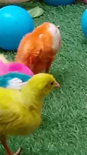 Color Full Cute Fishes and Color Full Baby Chicken's Enjoy
