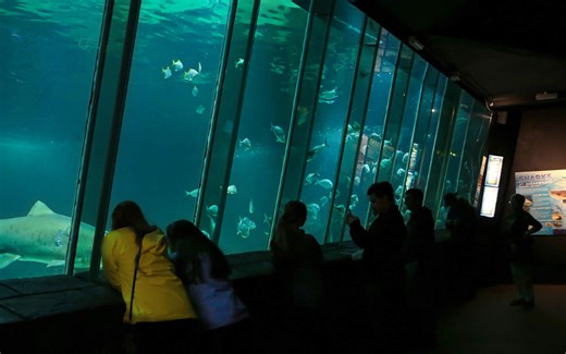 WATCH: Visit Ireland's largest aquarium in Dingle, Kerry