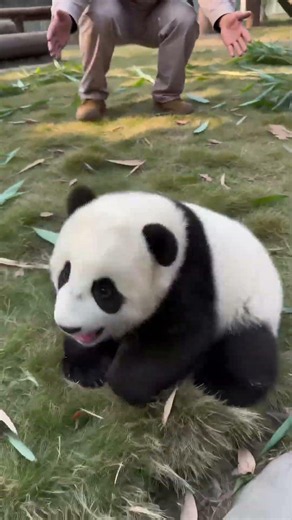 Gungun Wiped Out Running To His Keeper #panda #desiighnerpanda #cute #babypanda