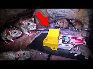 RAT INFESTED...we used the most powerful & effective RAT traps