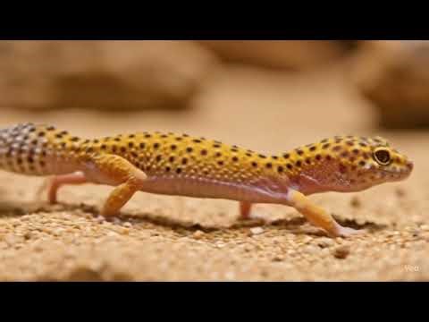 Watch my leopard gecko sprint like it’s late for a cricket buffet!