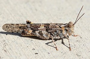 Pallid winged grasshopper - Alchetron, the free social encyclopedia