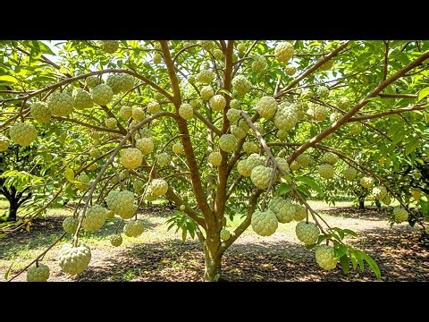 Close-Up of the World’s Largest Soursop Farm With a Scale of 30,000 Hectares